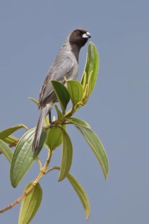 Black-faced Tanager (Schistochlamys melanopis) perched on a branch in Bolivia, South America