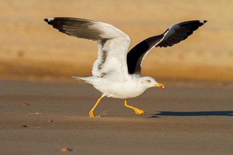 Lesser Black-backed Gull (Larus fuscus), Andalusia, Spain