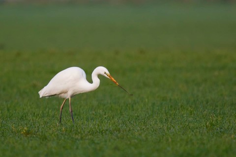 Great Egret (Ardea alba) foraging, North Rhine-Westphalia, Germany