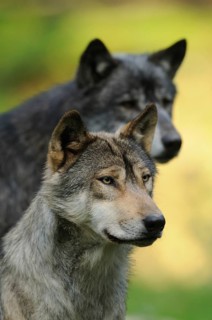Two wolves in the countryside, one in sharp focus in the foreground, the other blurred, Timberwolf