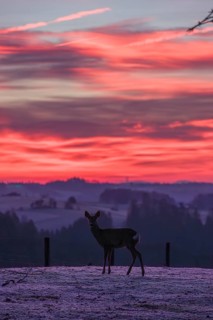 A female roe deer (Capreolus capreolus) stands in a meadow after a very cold night and waits for