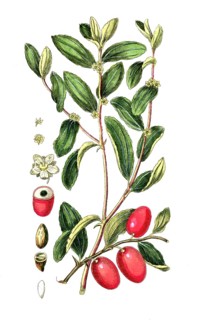 Valeriana officinalis, true valerian, also known as medicinal valerian or greater valerian, digital