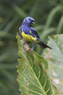 Turquoise Tanager (Tangara mexicana) perched on a branch in Ecuador, South America