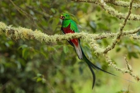 Resplendent Quetzal (Pharomachrus mocinno) perched on a branch in Costa Rica