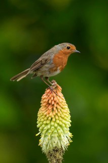 European robin (Erithacus rubecula) adult garden bird perched on a Red hot poker flower in summer,