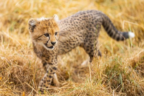 Cheetah (Acinonyx jubatus) youngster walking on a meadow, captive, occurrence Africa