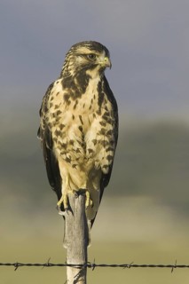 Swainson's Hawk (Buteo swainsoni), Arizona, USA