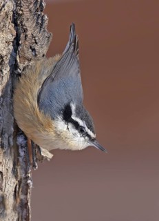 Red-breasted Nuthatch (Sitta canadensis), Saskatchewan, Canada