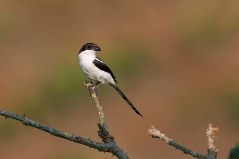 Northern Fiscal (Lanius humeralis) perched on a branch, Uganda