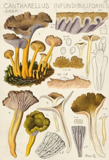Mushroom, fungi, trumpet chanterelle, Craterellus tubaeformis, syn. Cantharellus infundibuliformis