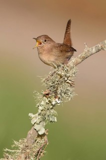 House Wren (Troglodytes aedon) male singing, Texas, USA