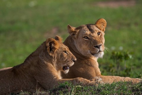 Lion offspring (Panthera leo), South Africa