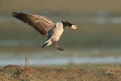Barnacle Goose (Branta leucopsis) landing, North Rhine-Westphalia, Germany