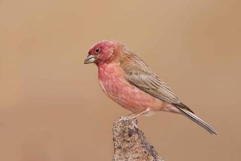 Sinai Rosefinch (Carpodacus synoicus) male, Eilat, Israel