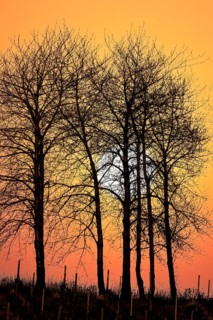 Cherry trees, sun, sunset, Baden-Württemberg