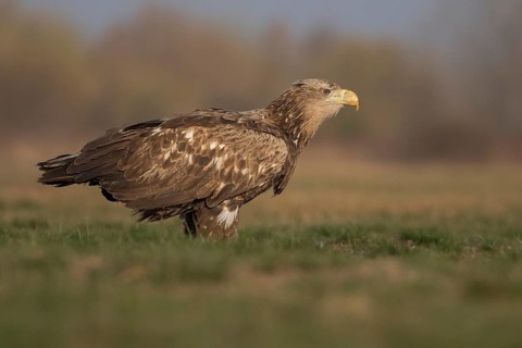 White-tailed Eagle (Haliaeetus albicilla) subadult, Subotica, Hungary