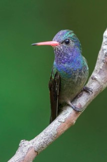 White-chinned Sapphire (Hylocharis cyanus) perched on a branch in the Atlantic rainforest of