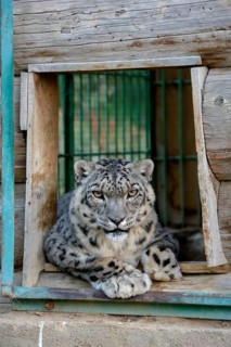 Snow leopard (Panthera uncia), captive, reception station of the German Nature Conservation