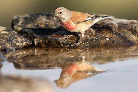 Common Linnet (Linaria cannabina) male at waterhole, Castile and Leon, Spain