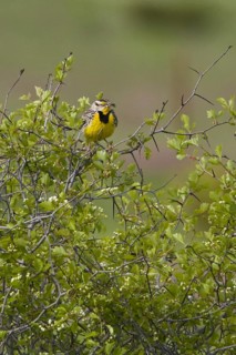 Eastern Meadowlark (Sturnella magna), Ontario, Canada