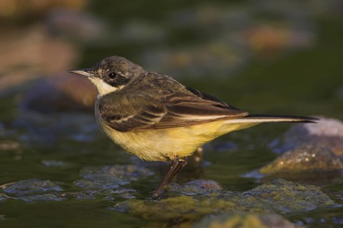 Western Yellow Wagtail (Motacilla flava feldegg), Lesvos, Greece