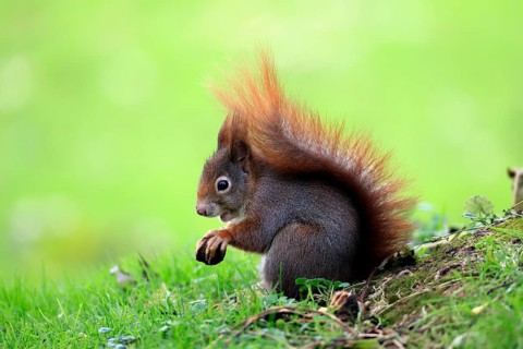 Squirrel (Sciurus vulgaris), adult, in a meadow, eating, with food, walnut, Mannheim, Germany