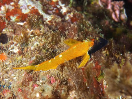 Black-faced blenny (Tripterygion delaisi) resting between algae, dive site Giens Peninsula,