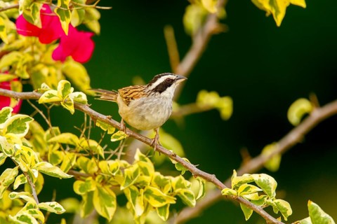 Stripe-headed Sparrow Aimophila ruficauda acuminata El Tuito, Jalisco, Mexico 12 June Adult