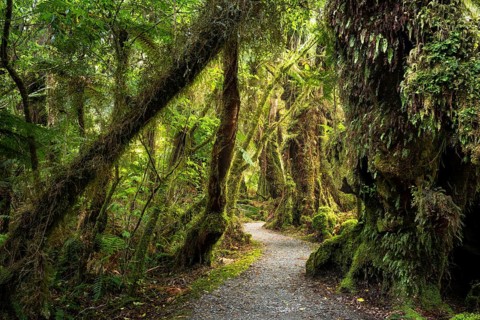 Hiking trail through a wooded landscape with ferns and mosses. Minnehaha Walk, Fox Glacier Area,