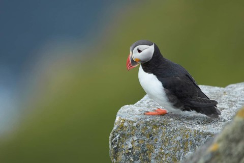 Atlantic Puffin (Fratercula arctica) perched on cliff, Dovrefjell, Norway