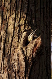 Tit examining a tree cave, winter, Germany