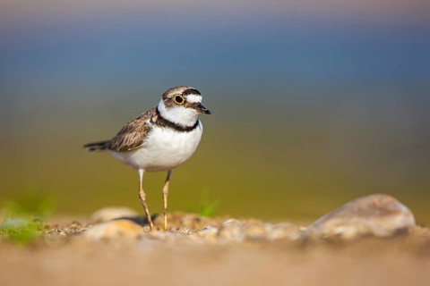 Little Ringed Plover (Charadrius dubius) female foraging, North Rhine-Westphalia, Germany