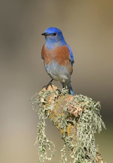 Western Bluebird (Sialia mexicana) male perched on a branch, California, USA