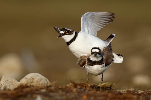 Little Ringed Plover (Charadrius dubius) pair mating, North Rhine-Westphalia, Germany