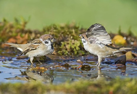 Eurasian Tree Sparrow (Passer montanus) figthting at a waterhole, Aosta Valley, Italy
