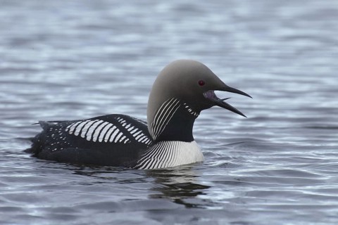Pacific Loon (Gavia pacifica), Manitoba, Canada