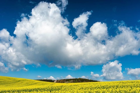Rape field with blue sky and clouds, Rügen, Bergen, Mecklenburg-Western Pomerania, Germany