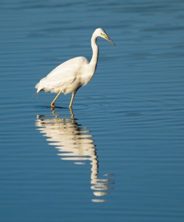 Great White Egret (Ardea alba) foraging in the shallow water zone of a lake, blue water, Lower