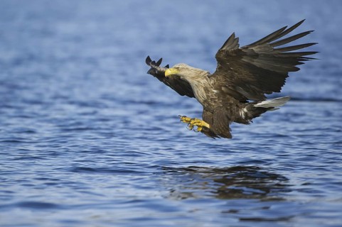 White-tailed Eagle (Haliaeetus albicilla) flying, Nord-Trondelag, Norway
