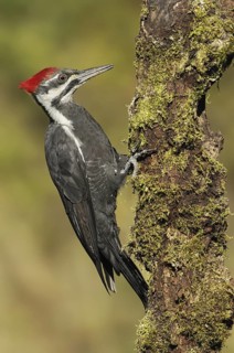 Pileated Woodpecker (Dryocopus pileatus), British Columbia, Canada