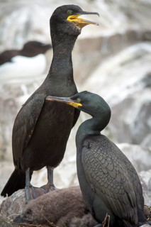 European Shag (Phalacrocorax aristotelis), Farne Islands, United Kingdom