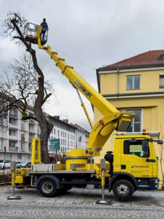 Tree work, Königinstrasse, Munich, Bavaria, Germany