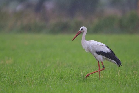 White Stork (Ciconia ciconia) foraging, North Rhine-Westphalia, Germany