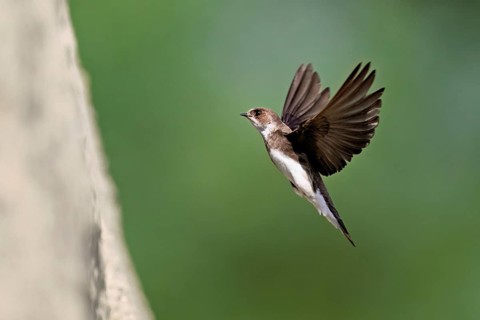 Sand martin (Riparia riparia), approaching the breeding tube, Reussegg nature reserve, Canton