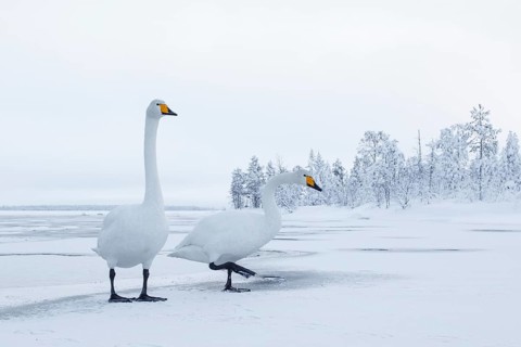 Whooper Swan (Cygnus cygnus), Finland