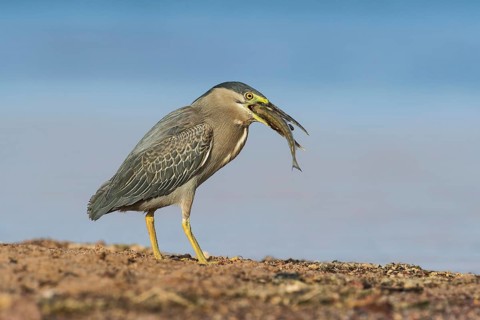 Striated Heron (Butorides striata) with fish prey in its beak, Eilat, Israel