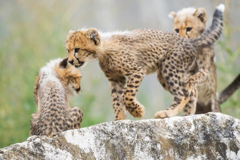 Cheetah (Acinonyx jubatus) youngsters playing with each other, captive, occurrence Africa