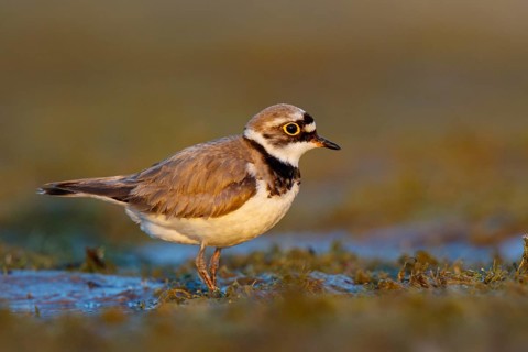 Little Ringed Plover (Charadrius dubius) male, North Rhine-Westphalia, Germany
