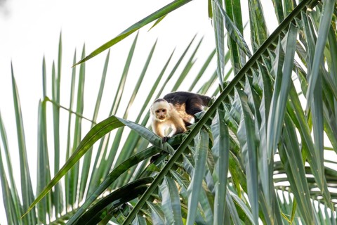 Capuchin monkey walks on a palm tree in the jungle, Osa Peninsula, Puntarenas, Costa Rica