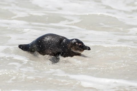 African Penguin (Spheniscus demersus) on beach, South Africa